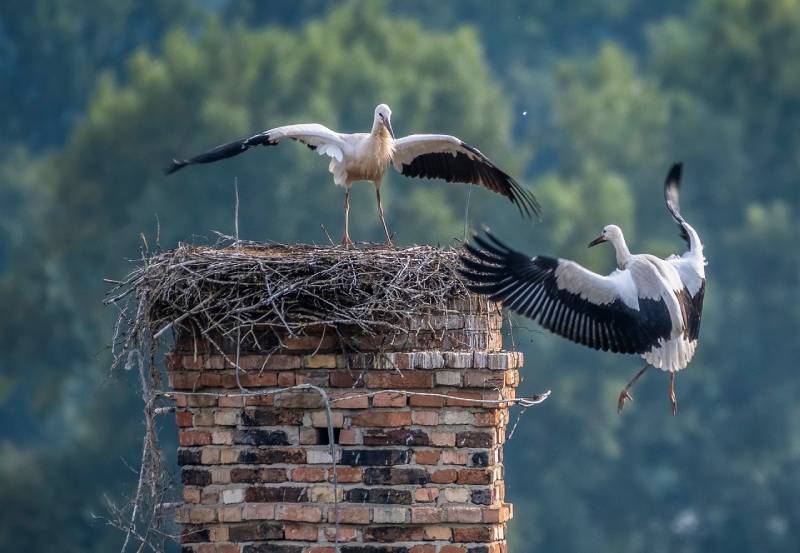 Expert Chimney Animal Removal in Sudbury, MA Professional Chimney Animal Removal Services in Sudbury, Massachusetts