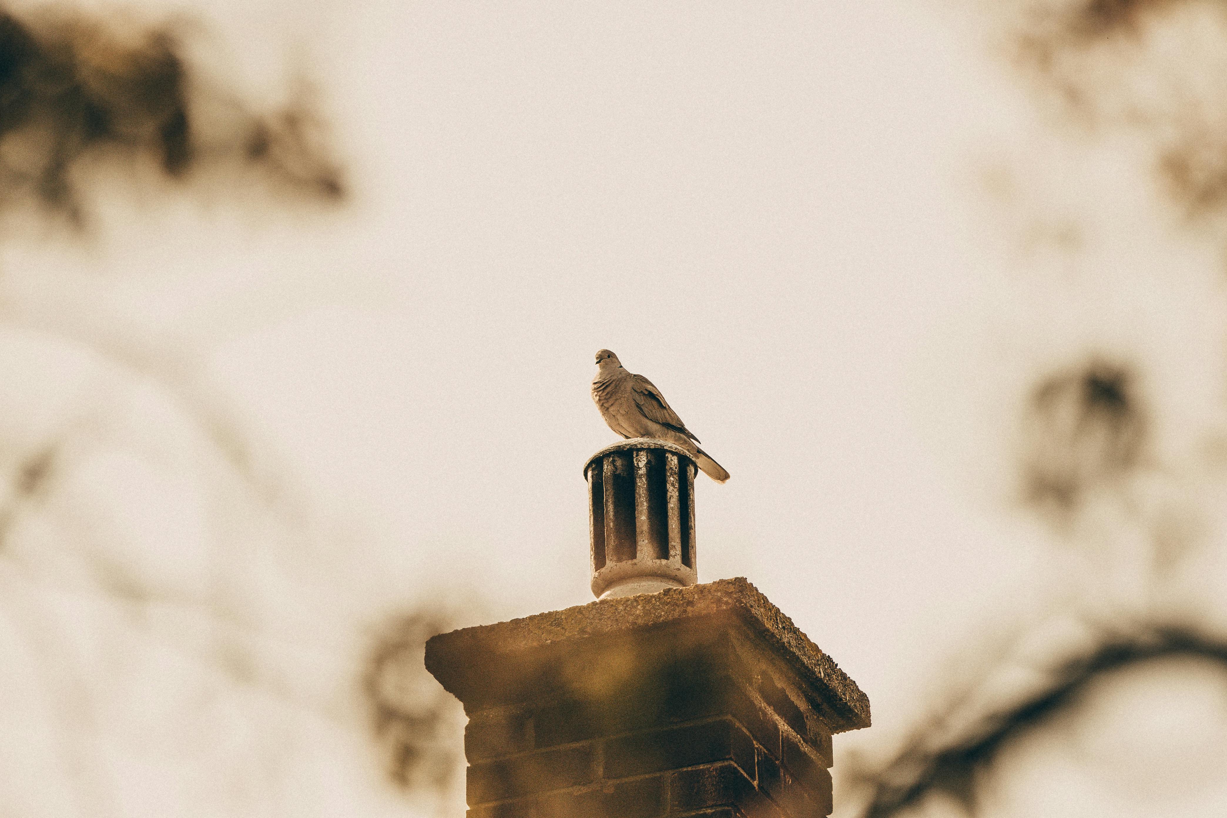 Quality Chimney Caps and Dampers Installation in Sudbury, MA Professional Chimney Cap and Damper In Sudbury Massachusetts